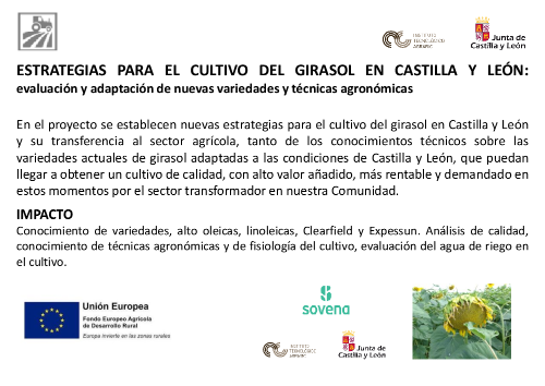 ESTRATEGIAS PARA EL CULTIVO DEL GIRASOL EN CASTILLA Y LEÓN: evaluación y adaptación de nuevas variedades y técnicas agronómicas