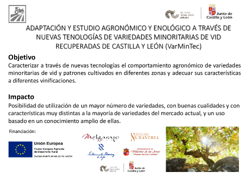 ADAPTACIÓN Y ESTUDIO AGRONÓMICO Y ENOLÓGICO A TRAVÉS DE NUEVAS TECNOLOGÍAS DE VARIEDADES MINORITARIAS DE VID RECUPERADAS DE CASTILLA Y LEÓN (VarMinTec)